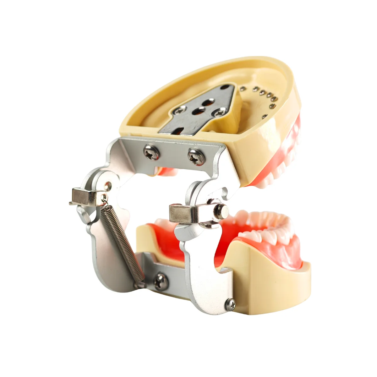 Evodent 200 Pro Sg Dental Typodont Model ? 32 Teeth, Soft Gingiva, Nissin 200 Compatible Training Typodont | Buy Now At Evodent Evodent 200 pro sg dental typodont model – 32 teeth, soft gingiva, nissin 200 compatible training typodont