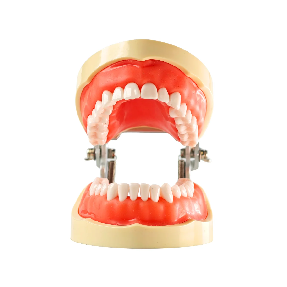 Evodent 200 Pro Sg Dental Typodont Model ? 32 Teeth, Soft Gingiva, Nissin 200 Compatible Training Typodont | Buy Now At Evodent Evodent 200 pro sg dental typodont model – 32 teeth, soft gingiva, nissin 200 compatible training typodont