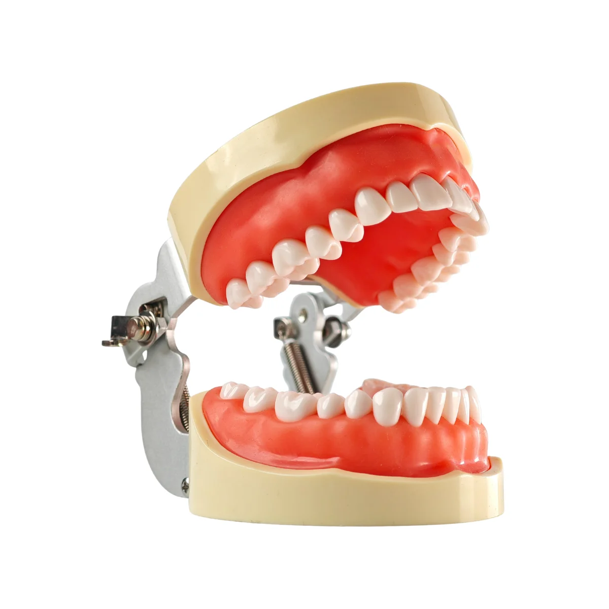 Evodent 200 Pro Sg Dental Typodont Model ? 32 Teeth, Soft Gingiva, Nissin 200 Compatible Training Typodont | Buy Now At Evodent Evodent 200 pro sg dental typodont model – 32 teeth, soft gingiva, nissin 200 compatible training typodont