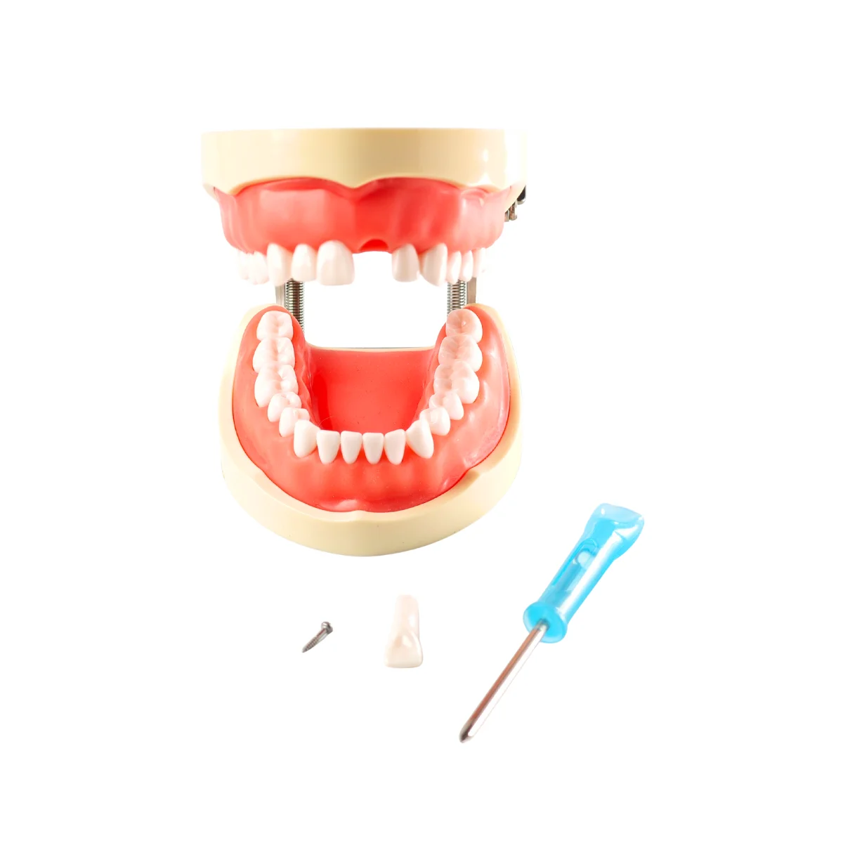 Evodent 200 Pro Sg Dental Typodont Model ? 32 Teeth, Soft Gingiva, Nissin 200 Compatible Training Typodont | Buy Now At Evodent Evodent 200 pro sg dental typodont model – 32 teeth, soft gingiva, nissin 200 compatible training typodont
