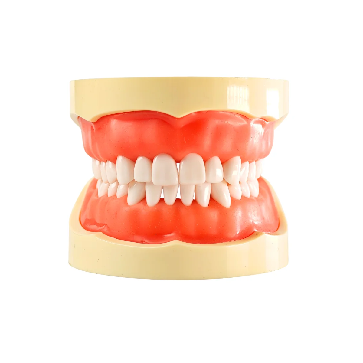 Evodent 200 Pro Sg Dental Typodont Model ? 32 Teeth, Soft Gingiva, Nissin 200 Compatible Training Typodont | Buy Now At Evodent Evodent 200 pro sg dental typodont model – 32 teeth, soft gingiva, nissin 200 compatible training typodont