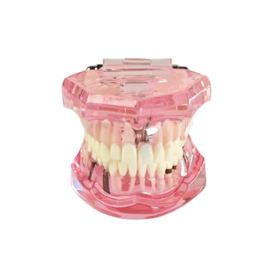 Evodent All In One Model, Pink Evodent all in one model, pink