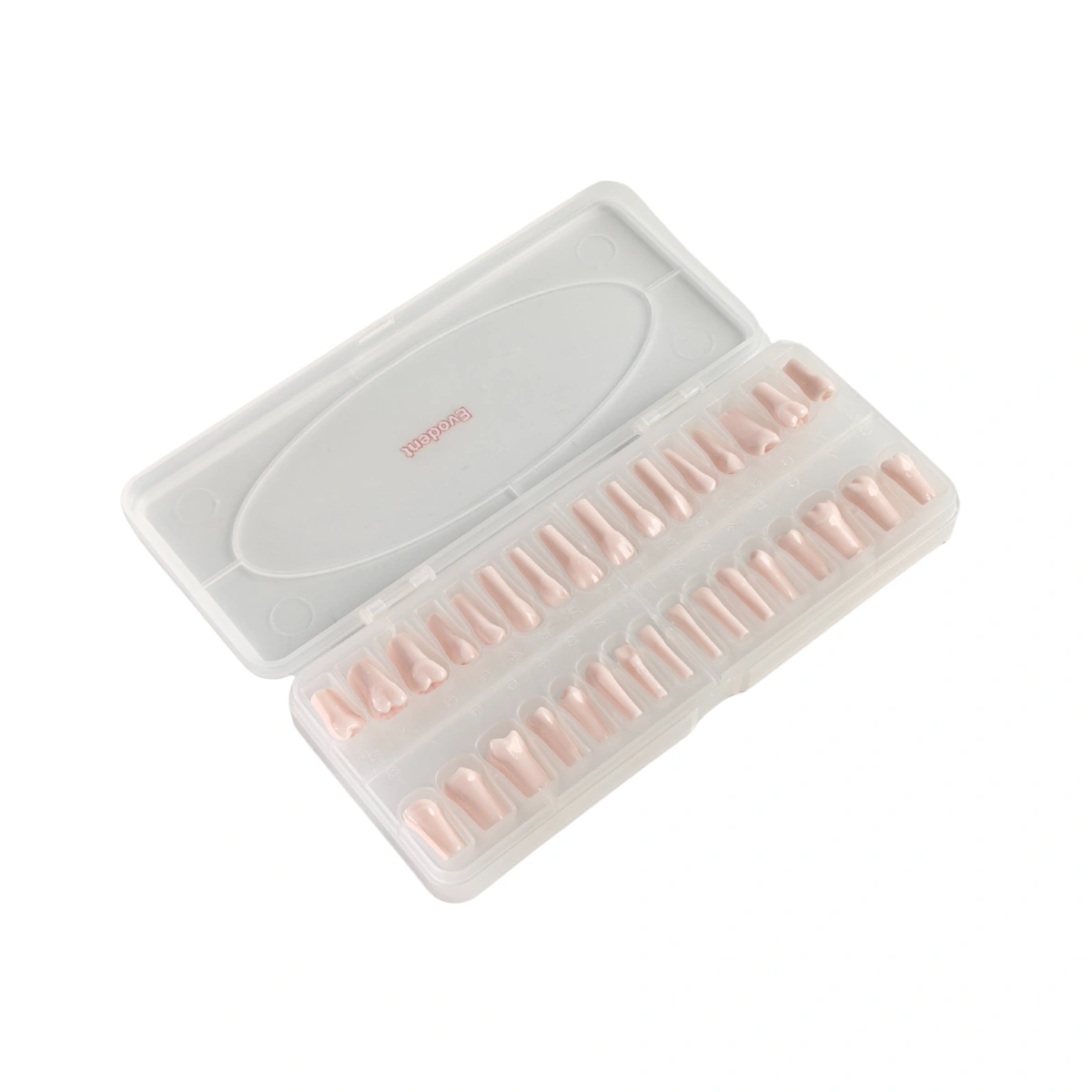 Evodent 200 Pro Normal Teeth, Replacement Teeth, Full Set, Compatible With Nissin 200 | Buy Now At Evodent Evodent 200 pro normal teeth, replacement teeth, full set, compatible with nissin 200