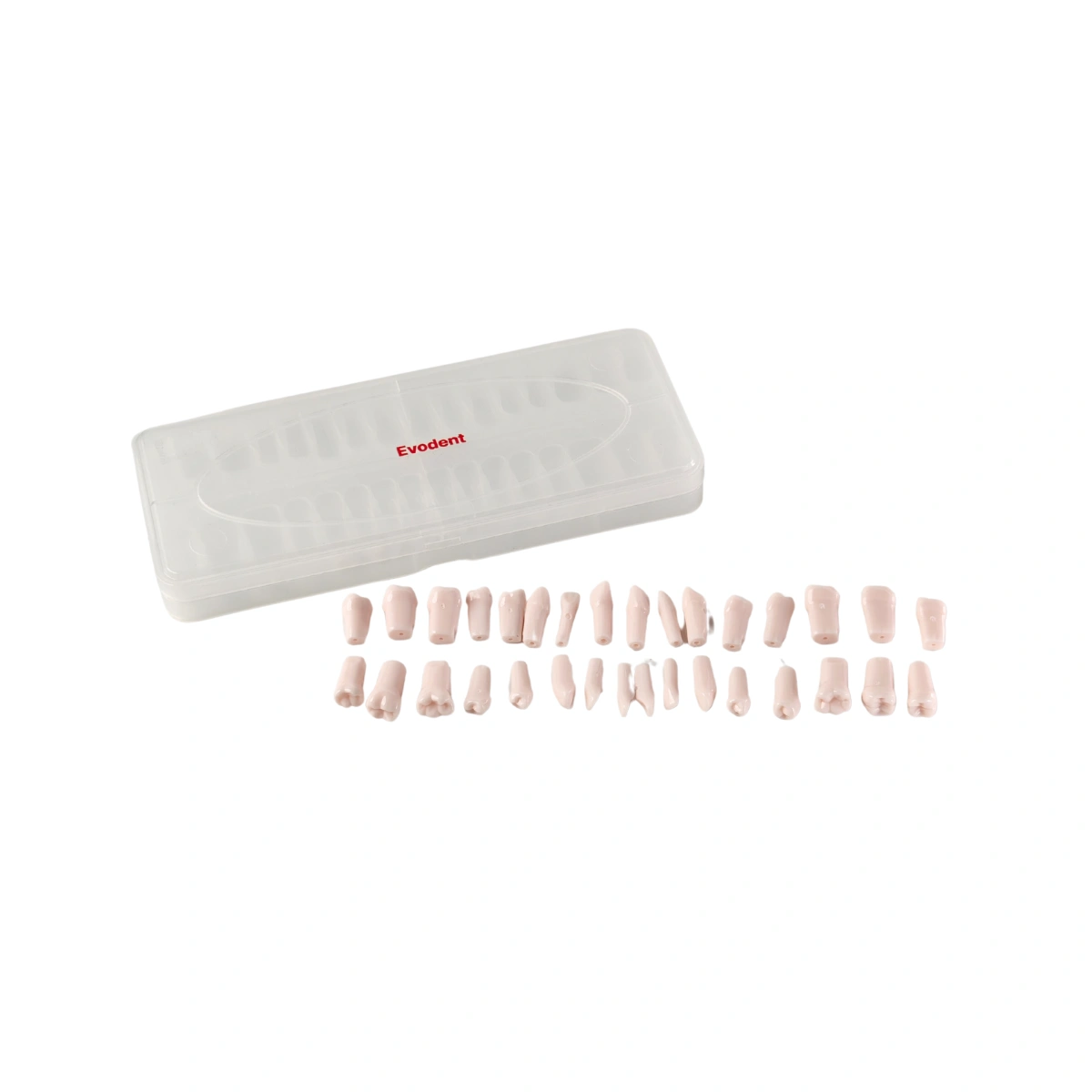 Evodent 200 Pro Normal Teeth, Replacement Teeth, Full Set, Compatible With Nissin 200 | Buy Now At Evodent Evodent 200 pro normal teeth, replacement teeth, full set, compatible with nissin 200