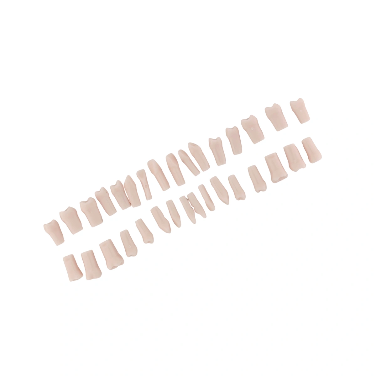 Evodent 200 Pro Normal Teeth, Replacement Teeth, Full Set, Compatible With Nissin 200 | Buy Now At Evodent Evodent 200 pro normal teeth, replacement teeth, full set, compatible with nissin 200