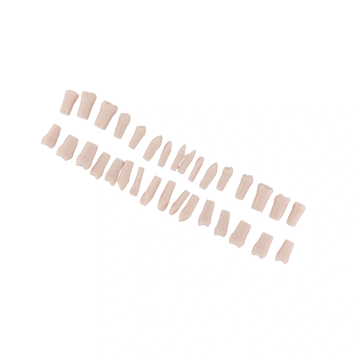 Evodent 200 Pro Normal Teeth, Replacement Teeth, Full Set, Compatible With Nissin 200 | Buy Now At Evodent Evodent 200 pro normal teeth, replacement teeth, full set, compatible with nissin 200