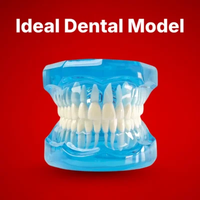 Ideal Dental Model