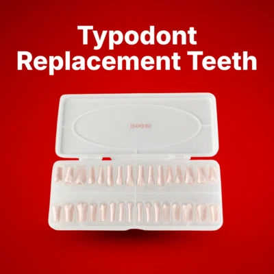 Typodont Replacement Teeth