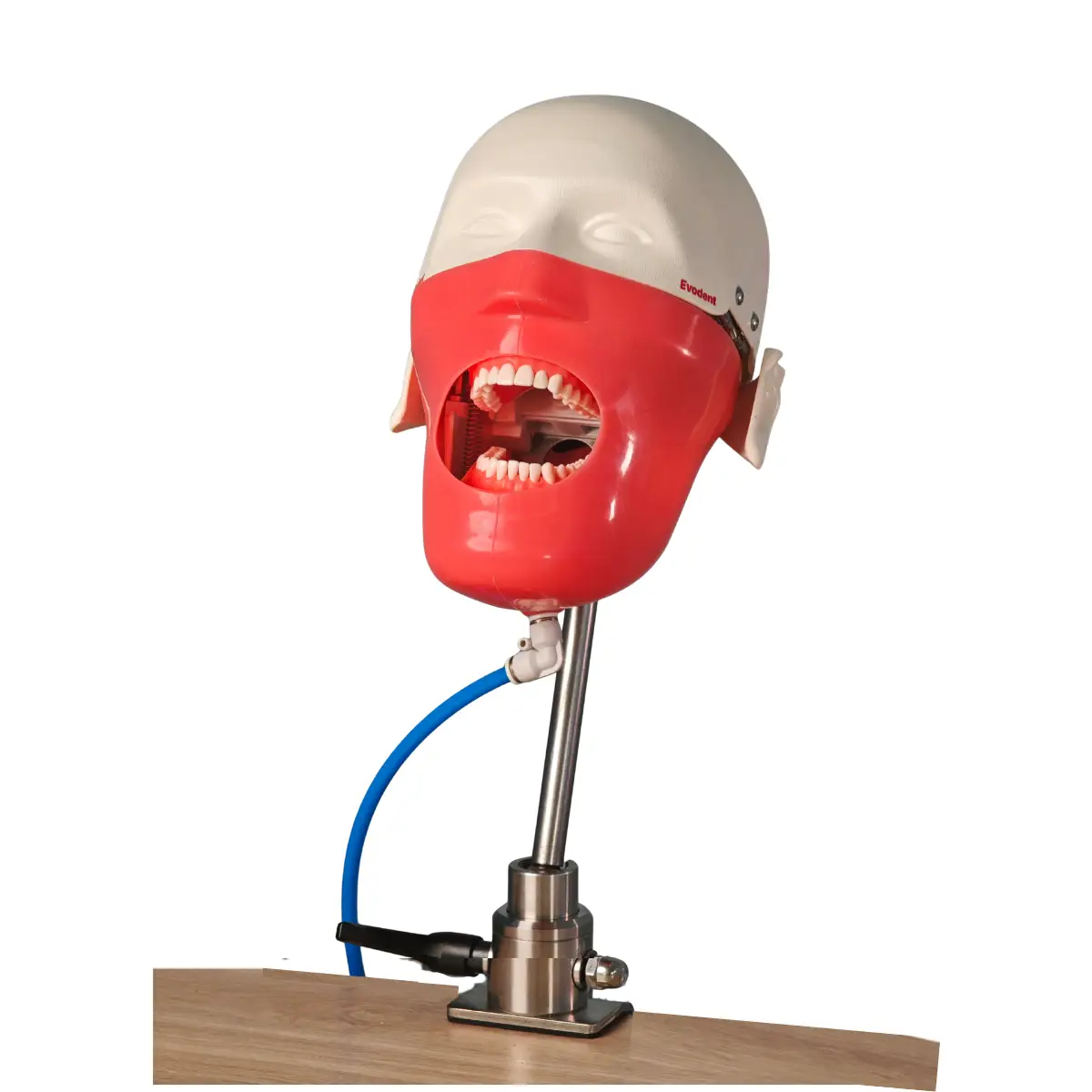 Evodent Magnetic Phantom Head For Dental College Simulation Labs And Preclinical Student Training Workstations | Buy Now At Evodent Evodent magnetic phantom head for dental college simulation labs and preclinical student training workstations - image 3