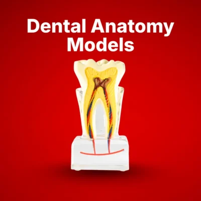 Dental Anatomy Models