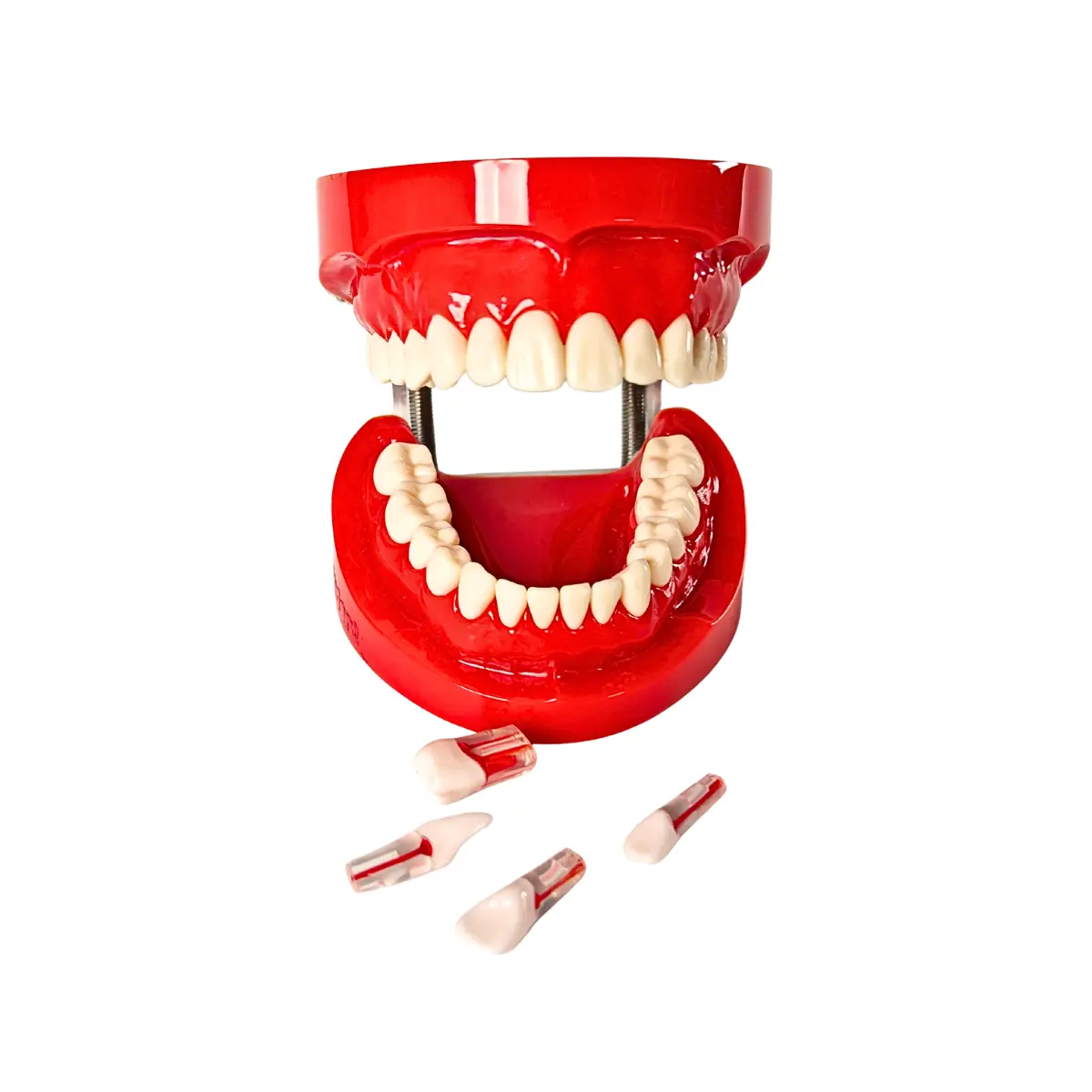 Evodent 200 Core Hg Dental Typodont Model 28 Teeth With Hard Gingiva For Conservative Dentistry Practice | Buy Now At Evodent Evodent 200 core hg dental typodont model 28 teeth with hard gingiva for conservative dentistry practice