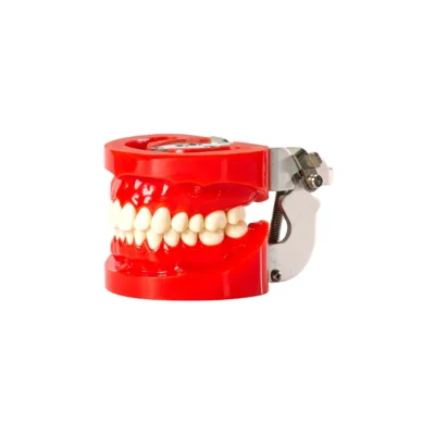 Evodent 200 CORE HG Dental Typodont Model 32 Teeth with Hard Gingiva for Conservative Dentistry Practice