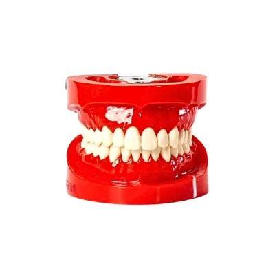 Evodent 200 CORE HG Dental Typodont Model 32 Teeth with Hard Gingiva for Conservative Dentistry Practice Evodent 200 CORE HG Dental Typodont Model 32 Teeth with Hard Gingiva for Conservative Dentistry Practice