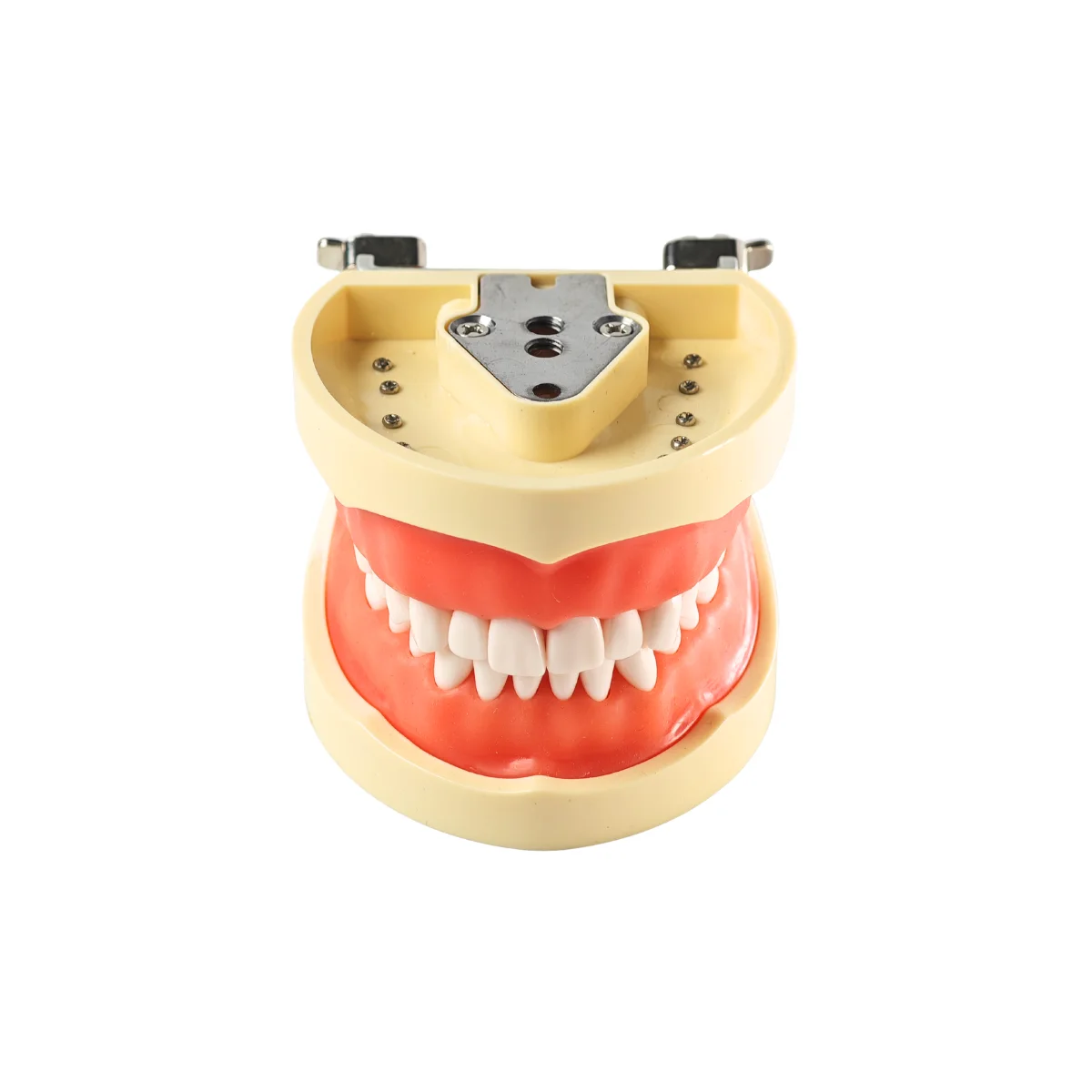 Evodent 200 Core Sg Dental Typodont Model 32 Teeth, Soft Gingiva | Buy Now At Evodent Evodent 200 core hg dental typodont model – 32 teeth, hard gingiva