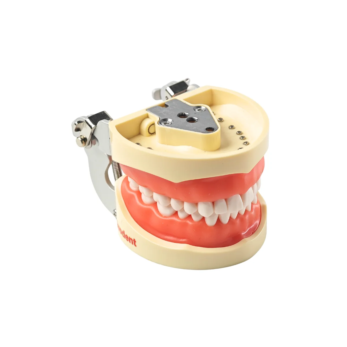 Evodent 200 Core Sg Dental Typodont Model 32 Teeth, Soft Gingiva | Buy Now At Evodent Evodent 200 core sg dental typodont model – 32 teeth, hard gingiva