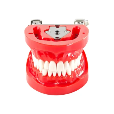 Evodent 200 CORE HG Dental Typodont Model with 32 teeth and hard gingiva designed for comprehensive dental training. Provides realistic tooth and gingival anatomy for operative, prosthodontic, and orthodontic practice. Ideal for dental students, colleges, and preclinical labs.