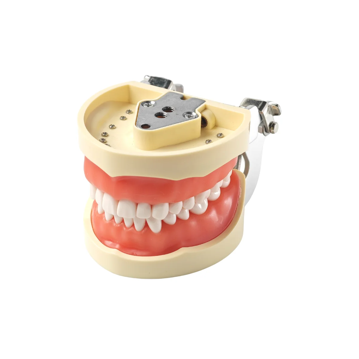 Evodent 200 Core Sg Dental Typodont Model 32 Teeth, Soft Gingiva | Buy Now At Evodent Evodent 200 core sg dental typodont model with 32 teeth and soft gingiva designed for realistic dental training and simulation. Mimics natural soft tissue for practicing operative, prosthodontic, and periodontal procedures. Ideal for dental students, colleges, and preclinical labs.