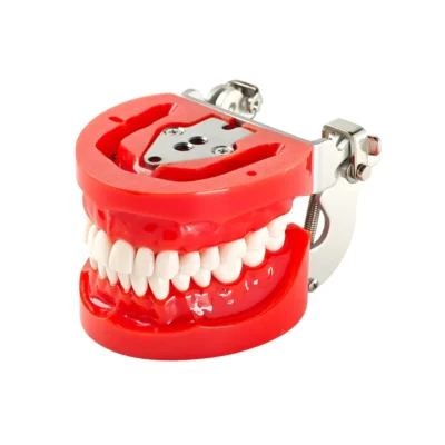 Evodent 200 CORE HG Dental Typodont Model is a durable training typodont with 32 teeth and hard gingiva for realistic dental practice. It is designed for preclinical training, demonstrations, and simulation exercises for dental students and professionals.