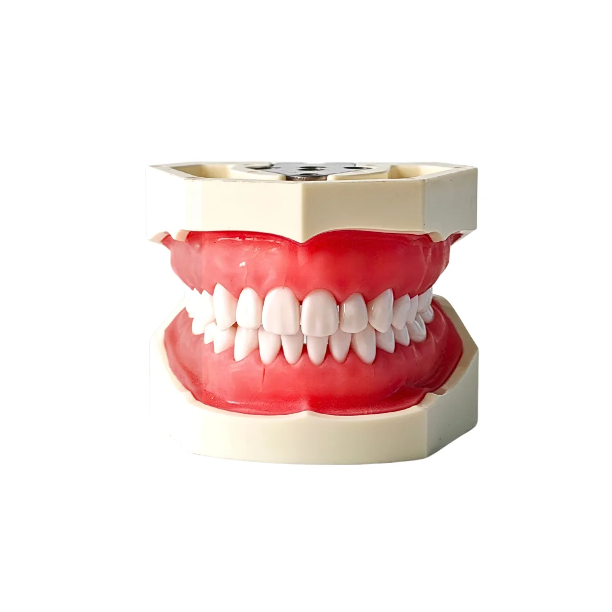 Evodent 200 Core Sg Dental Typodont Model 28 Teeth With Soft Gingiva For Conservative Dentistry And Rct Training | Buy Now At Evodent Evodent 200 core sg dental typodont model 28 teeth with soft gingiva for conservative dentistry and rct training