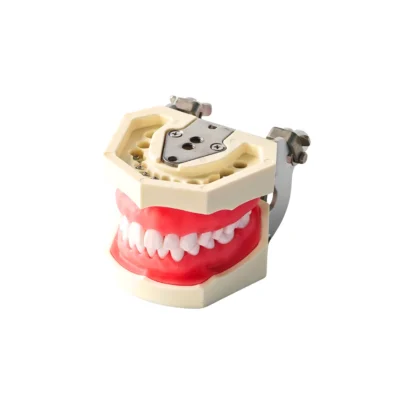 Evodent 200 CORE SG Dental Typodont Model 28 Teeth with Soft Gingiva for Conservative Dentistry and RCT Training