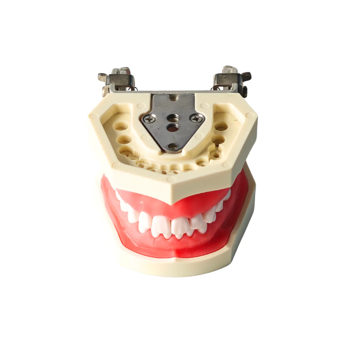 Evodent 200 Core Sg Dental Typodont Model 28 Teeth With Soft Gingiva For Conservative Dentistry And Rct Training | Buy Now At Evodent Evodent 200 core sg dental typodont model 28 teeth with soft gingiva for conservative dentistry and rct training