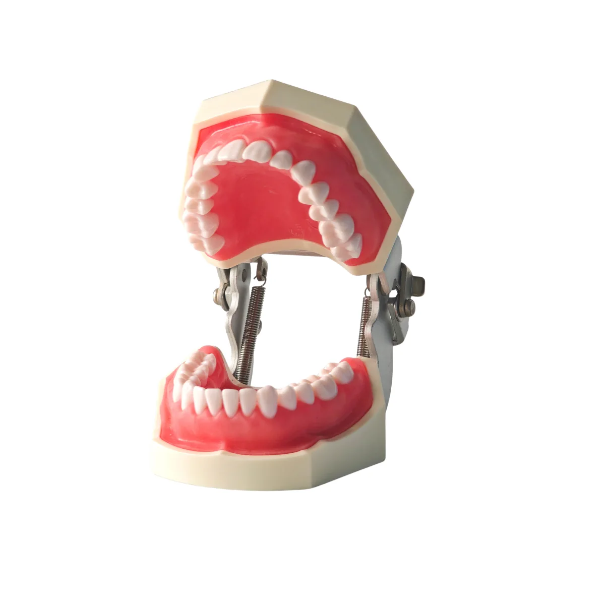 Evodent 200 Core Sg Dental Typodont Model 28 Teeth With Soft Gingiva For Conservative Dentistry And Rct Training | Buy Now At Evodent Evodent 200 core sg dental typodont model 28 teeth with soft gingiva for conservative dentistry and rct training