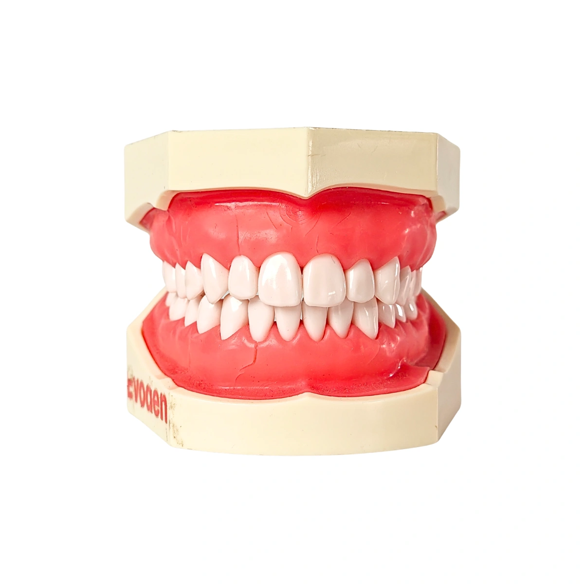 Evodent 200 Core Sg Dental Typodont Model 28 Teeth With Soft Gingiva For Conservative Dentistry And Rct Training | Buy Now At Evodent Evodent 200 core sg dental typodont model 28 teeth with soft gingiva for conservative dentistry and rct training - image 2