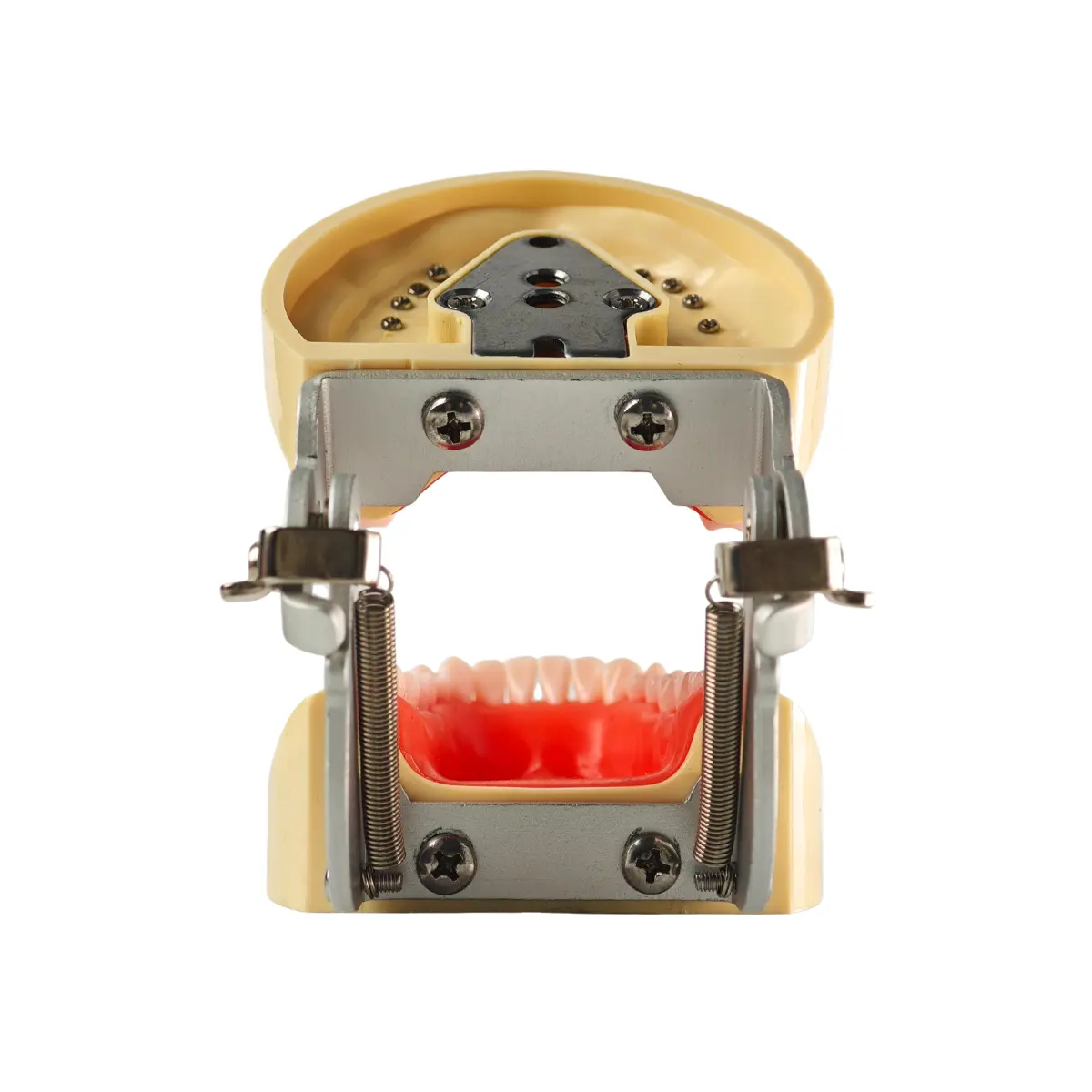 Evodent 200 Core Sg Dental Typodont Model 32 Teeth, Soft Gingiva | Buy Now At Evodent Evodent 200 core sg dental typodont model – 32 teeth, soft gingiva