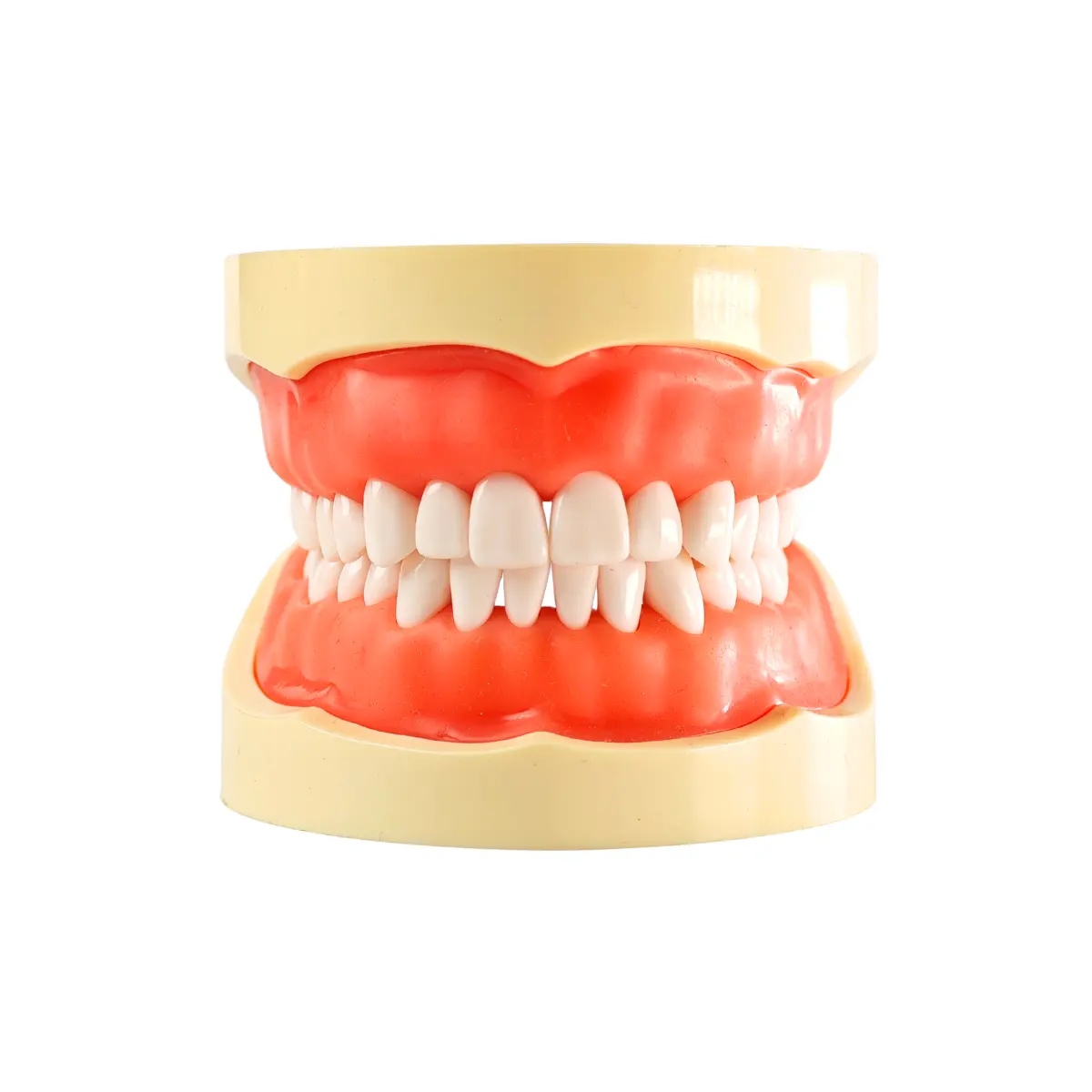 Evodent 200 Core Sg Dental Typodont Model 32 Teeth, Soft Gingiva | Buy Now At Evodent Evodent 200 core sg dental typodont model with 32 teeth and soft gingiva designed for realistic dental training and simulation. Mimics natural soft tissue for practicing operative, prosthodontic, and periodontal procedures. Ideal for dental students, colleges, and preclinical labs.