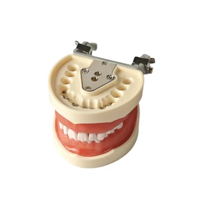 Home | Buy Now At Evodent Evodent 200 pro sg tn dental typodont model with tooth number - 32 teeth, soft gingiva, nissin 200 compatible training typodont