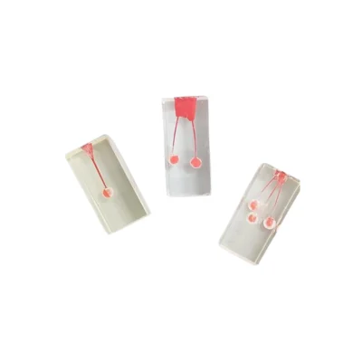 Evodent Endodontic Training Model