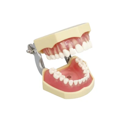 Evodent Atlas designed as a comprehensive dental training reference and learning resource for students and clinicians. Provides detailed visual guidance for dental anatomy, procedures, and simulation practice. Ideal for dental colleges, training institutes, and preclinical learning.