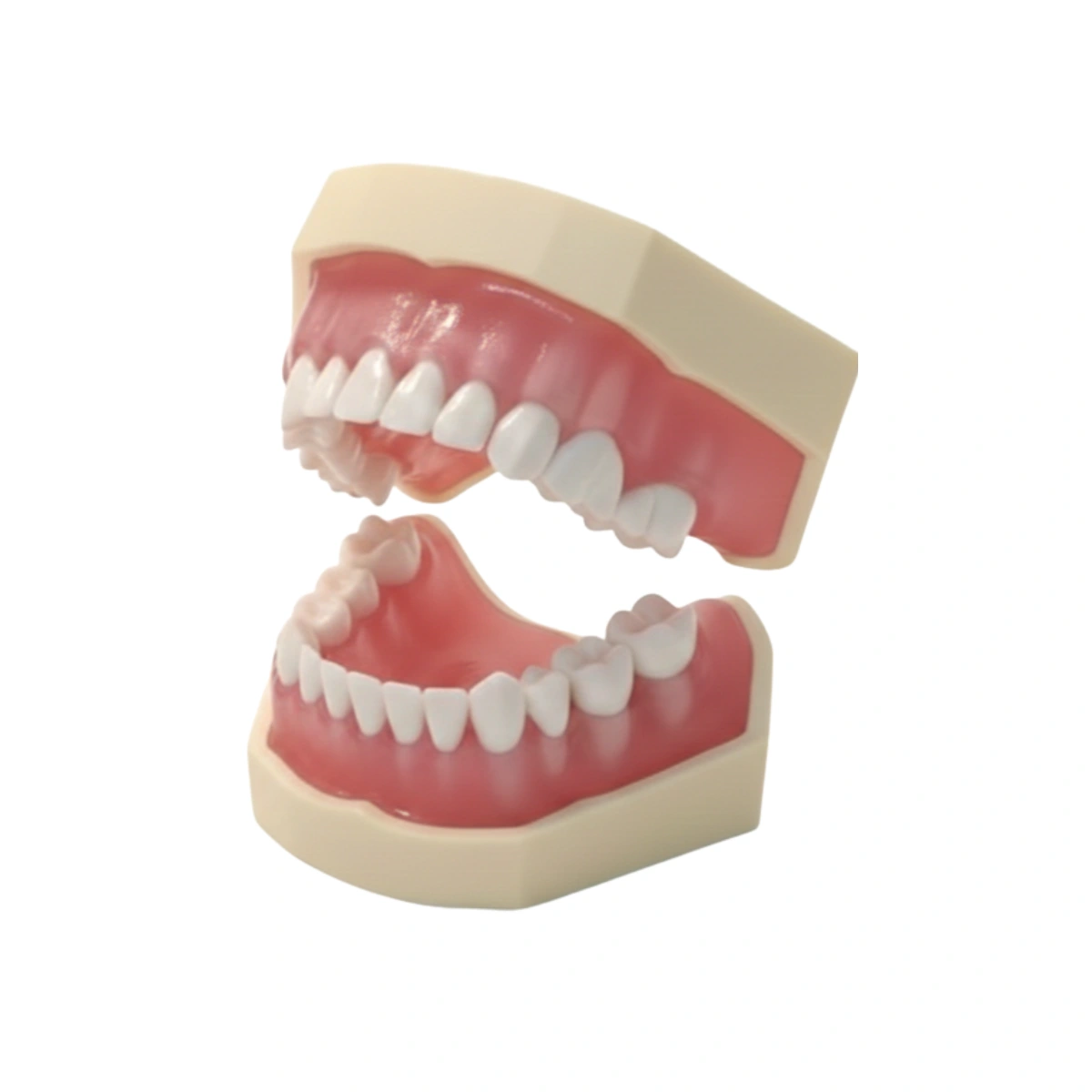 Evodent Atlas Pedo | Buy Now At Evodent Evodent atlas pedo designed as a comprehensive pediatric dentistry learning atlas for students and clinicians. Provides detailed visual guidance on primary teeth anatomy, pediatric procedures, and treatment protocols. Ideal for dental colleges, pedodontic training, and reference learning.
