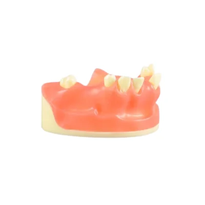Evodent Implant Practice Model Upper designed for dental implant training and preclinical practice. Provides a realistic upper jaw model for learning implant placement and surgical procedures. Ideal for dental students, colleges, and clinical training labs.