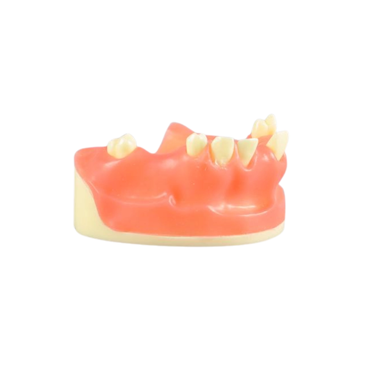 Evodent Implant Practice Model Upper | Buy Now At Evodent Evodent implant practice model upper designed for dental implant training and preclinical practice. Provides a realistic upper jaw model for learning implant placement and surgical procedures. Ideal for dental students, colleges, and clinical training labs.