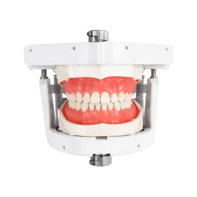 Evodent Magnetic Articulator for Phantom head