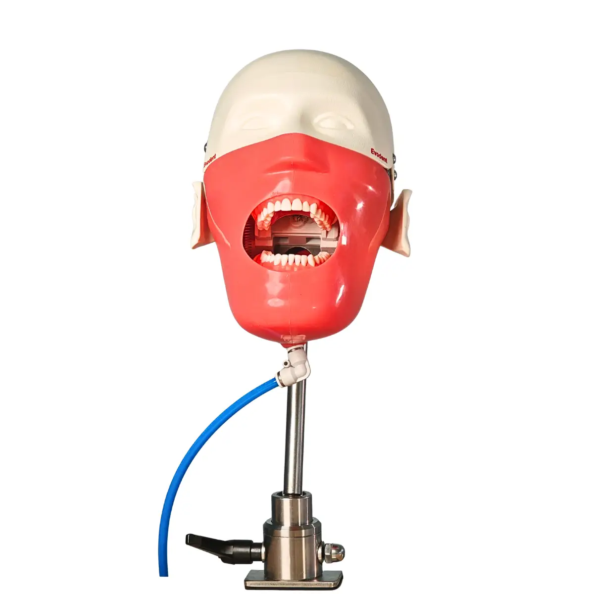 Evodent Magnetic Phantom Head For Dental College Simulation Labs And Preclinical Student Training Workstations | Buy Now At Evodent Evodent magnetic phantom head for dental college simulation labs and preclinical student training workstations