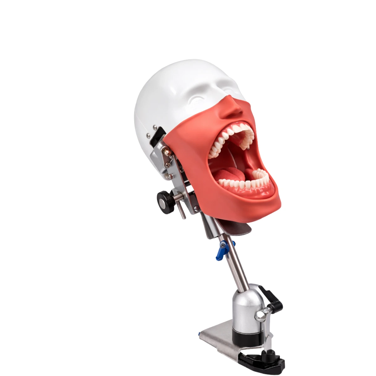 Evodent Magnetic Phantom Head | Buy Now At Evodent Evodent magnetic phantom head