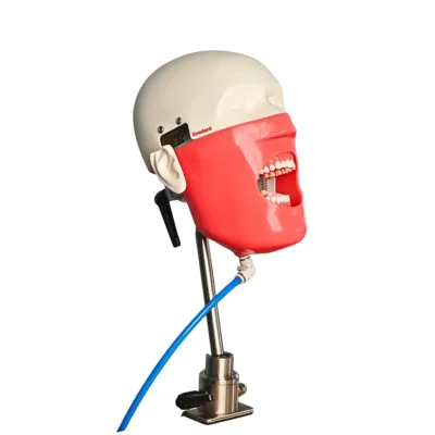 Evodent Magnetic Phantom Head for Dental College Simulation Labs and Preclinical Student Training Workstations