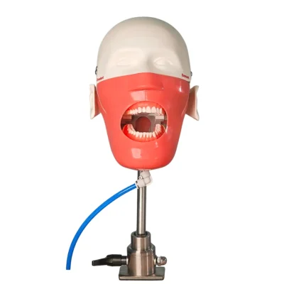 Evodent Magnetic Phantom Head for Dental College Simulation Labs and Preclinical Student Training Workstations