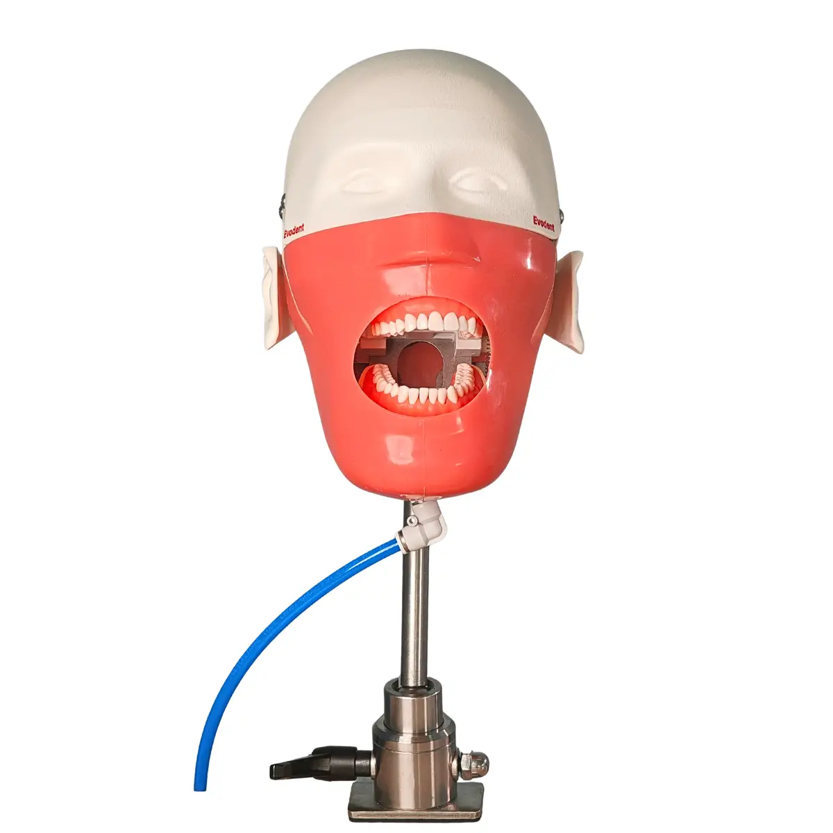 Evodent Magnetic Phantom Head For Dental College Simulation Labs And Preclinical Student Training Workstations | Buy Now At Evodent Evodent magnetic phantom head for dental college simulation labs and preclinical student training workstations