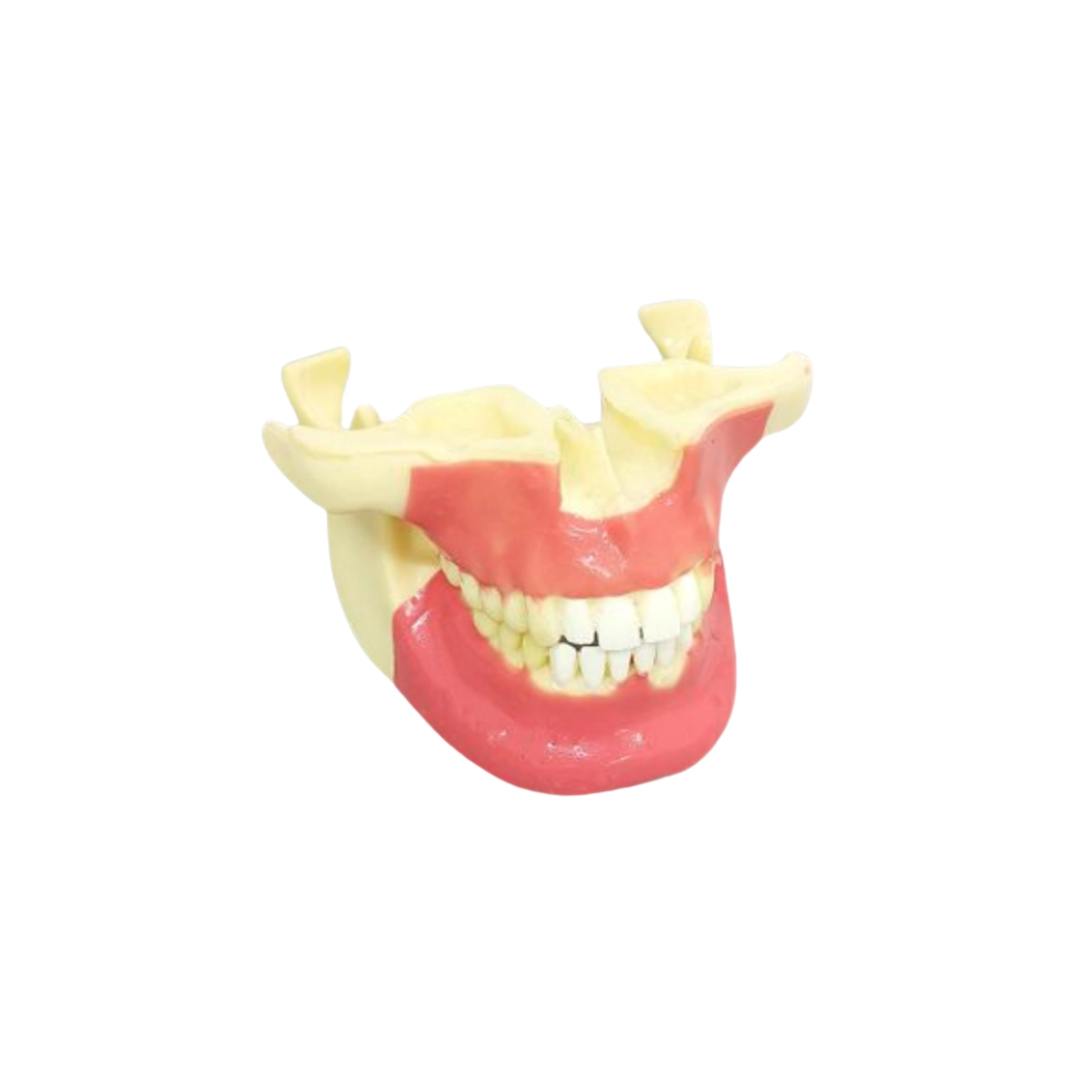 Evodent Orthodontic Implant Practice Model | Buy Now At Evodent Evodent orthodontic implant practice model designed for orthodontic implant and anchorage training. Provides realistic jaw anatomy for practicing mini-implant placement and orthodontic procedures. Ideal for dental students, orthodontic training centers, and clinical labs.