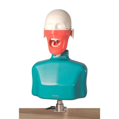 Evodent Dental Phantom Head and Manikin Simulation Unit with Torso Attachment, Bench Mount Training System with Magnetic Mount, No Articulator Required