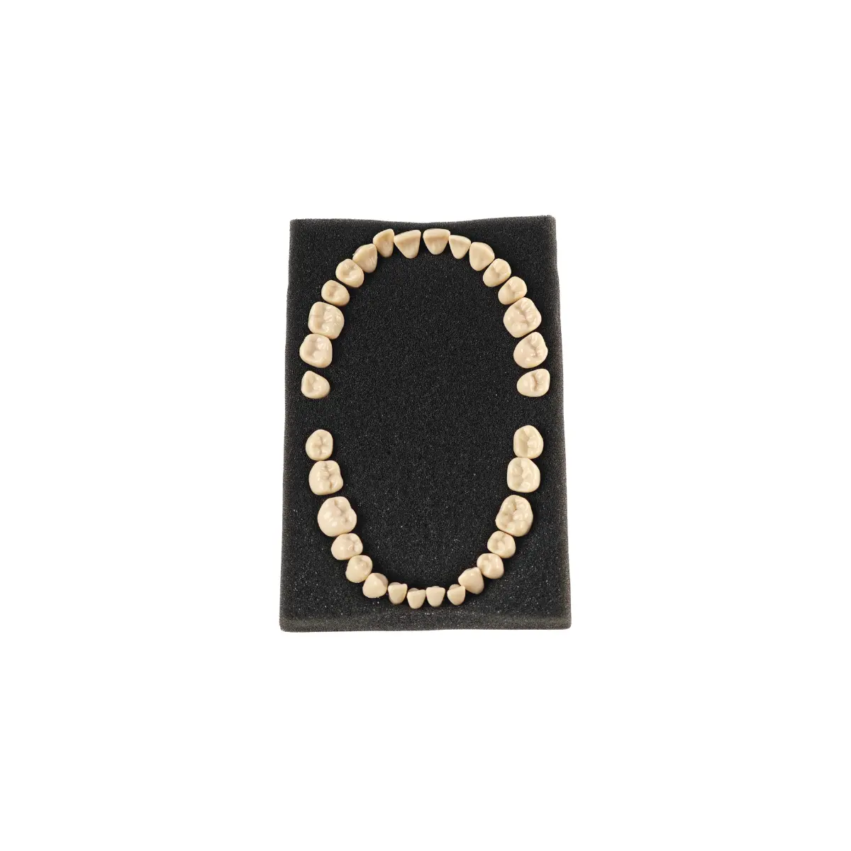 Evodent Plastic Teeth Set For Orthodontic Training And Articulation, Straight Training Teeth | Buy Now At Evodent Evodent plastic teeth set for orthodontic training and articulation, straight training teeth