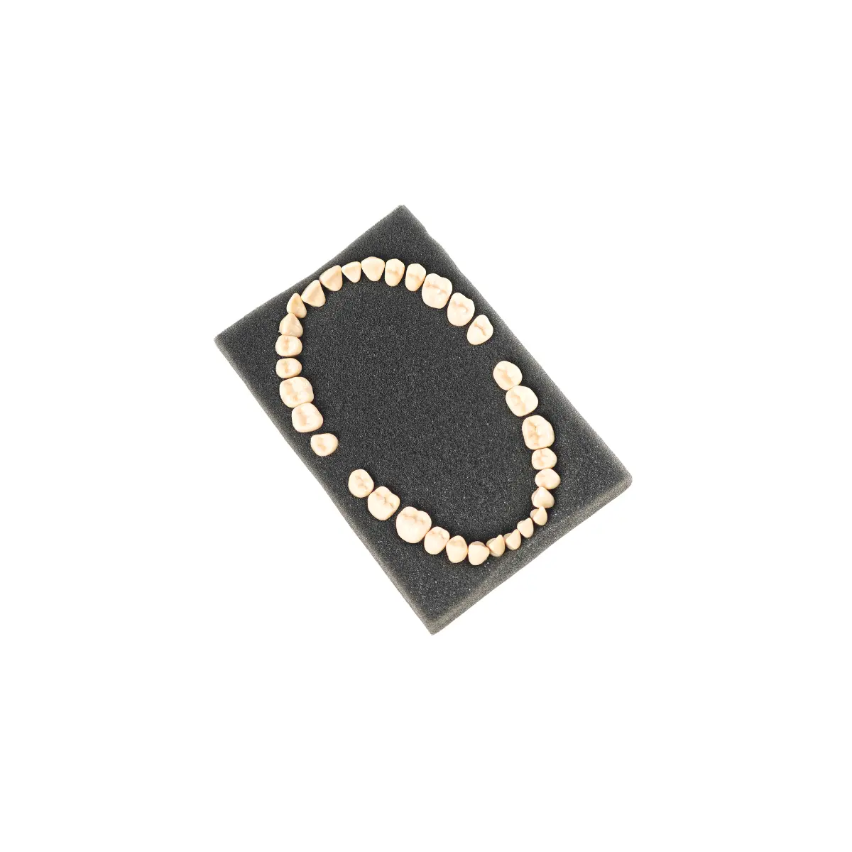 Evodent Plastic Teeth Set For Orthodontic Training And Articulation, Straight Training Teeth | Buy Now At Evodent Evodent plastic teeth set for orthodontic training and articulation, straight training teeth