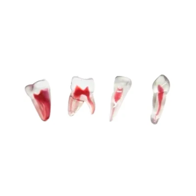 Evodent Realistic Teeth for Cavity Cutting designed for preclinical dental training and operative practice. Mimics natural tooth hardness and anatomy for realistic cavity preparation exercises. Ideal for dental students, colleges, and skill labs