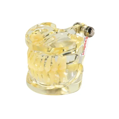 Evodent Signature Deciduous Teeth Model Clear Evodent deciduous teeth model displaying the full set of primary teeth. The transparent design reveals tooth structure and root anatomy