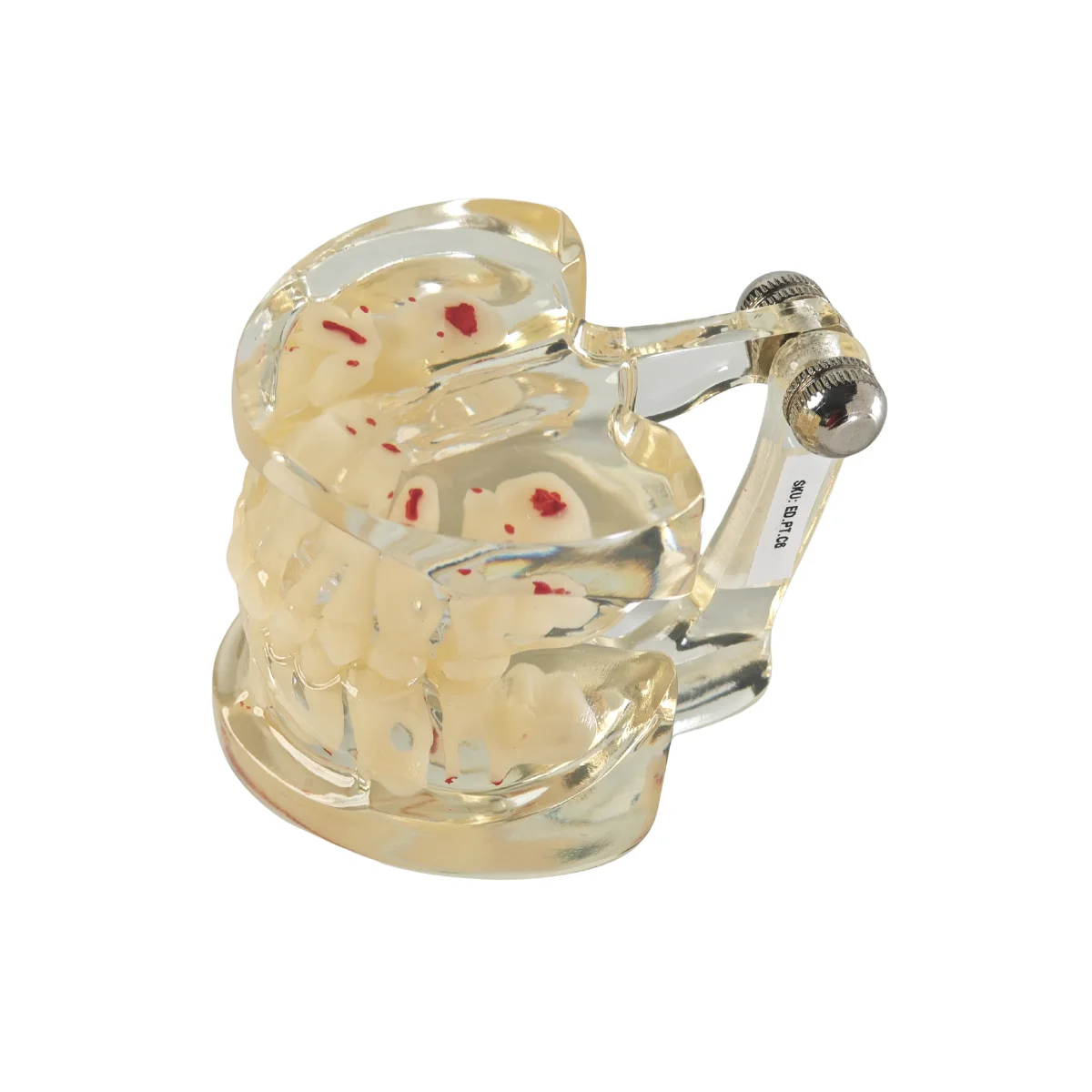 Evodent Signature Mixed Dentition Model Without Caries Clear | Buy Now At Evodent Evodent signature mixed dentition model without caries clear transparent mixed dentition model by evodent featuring developing primary and permanent teeth the clear material highlights internal structures and growth stages with no caries present