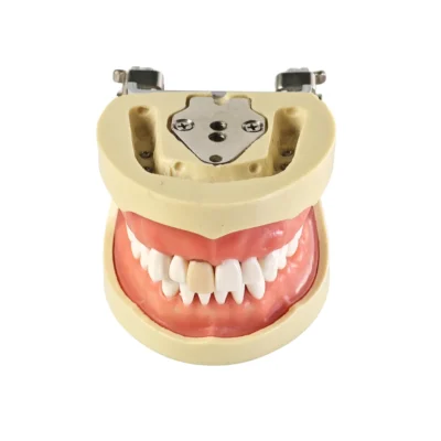 Evodent Signature Root Canal Model with Jaw and Removable Tooth
