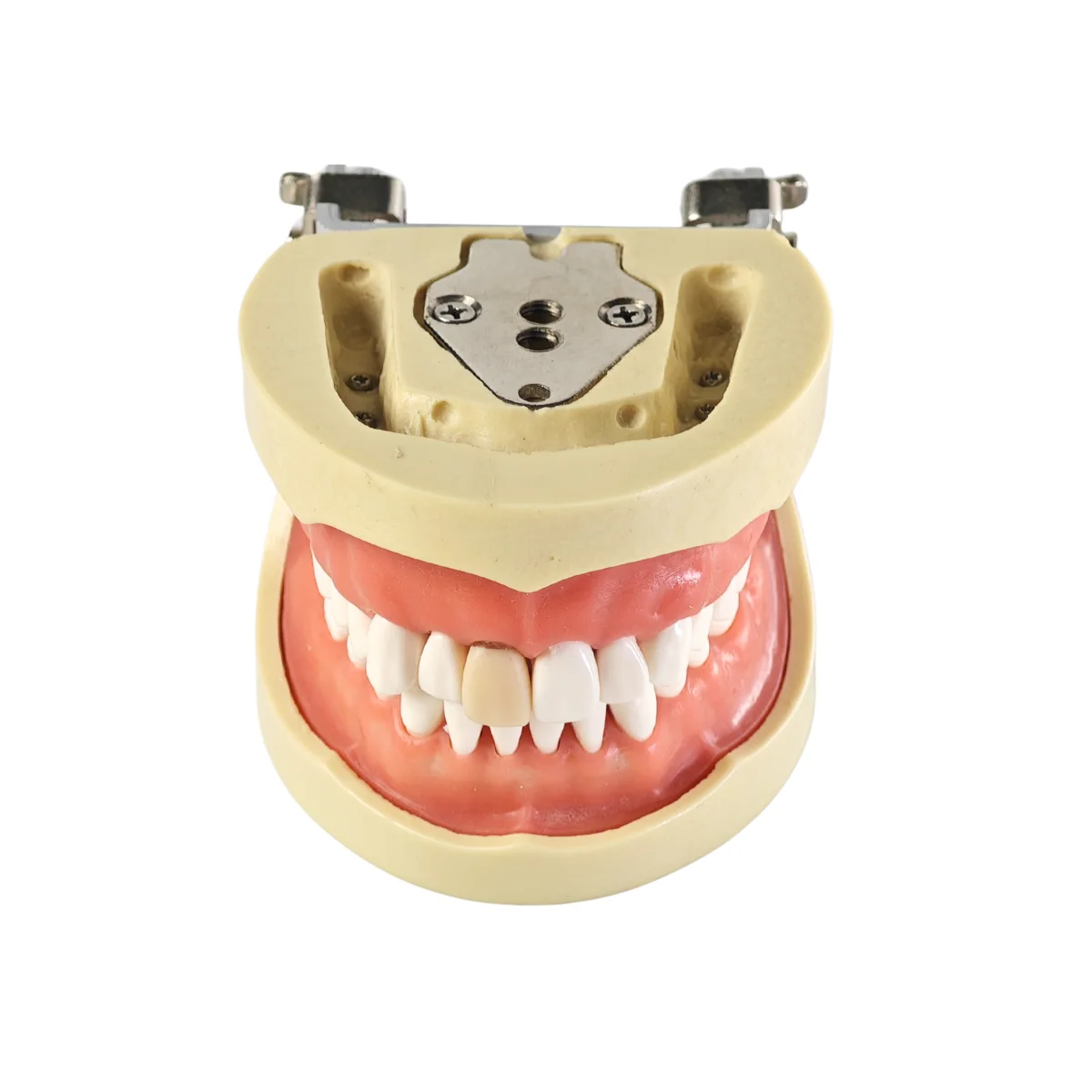 Evodent Signature Root Canal Model With Jaw And Removable Tooth | Buy Now At Evodent Evodent signature root canal model with jaw and removable tooth